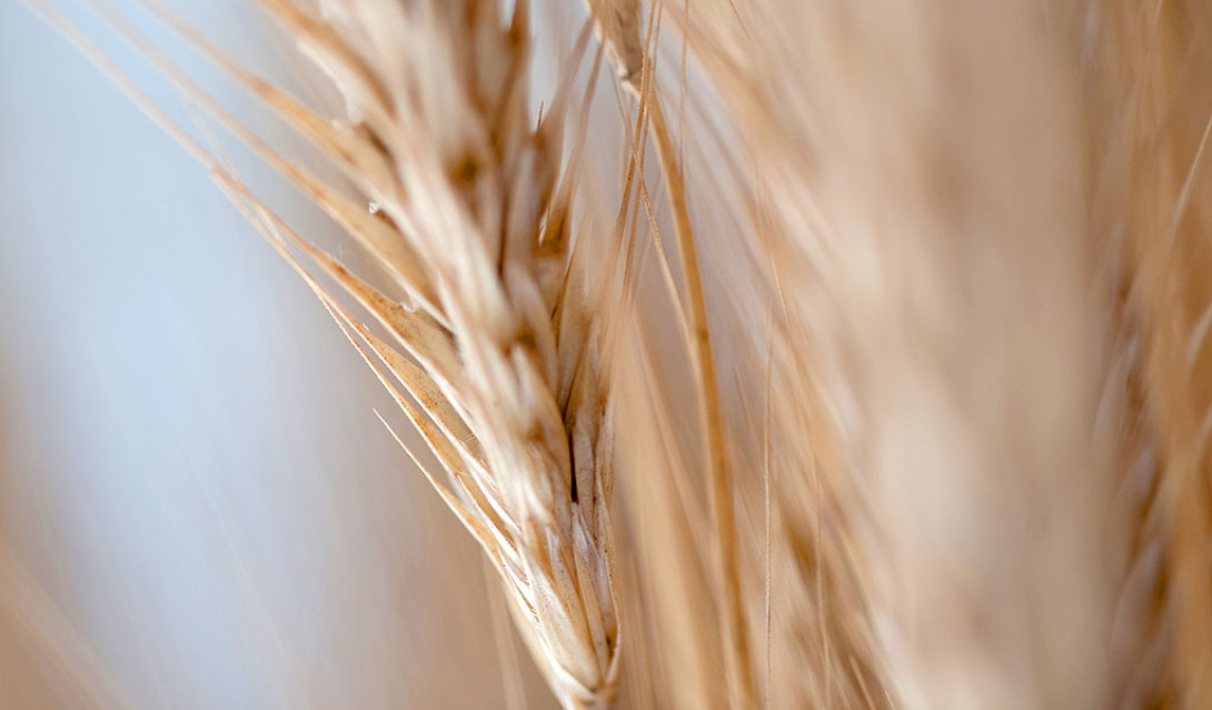 Harvest